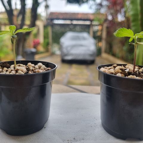 Skunk #11 growlog photo: Dia de chuva e frio