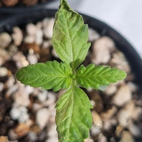 CBD Northern Lights growlog photo: Dia chuvoso e frio. 
