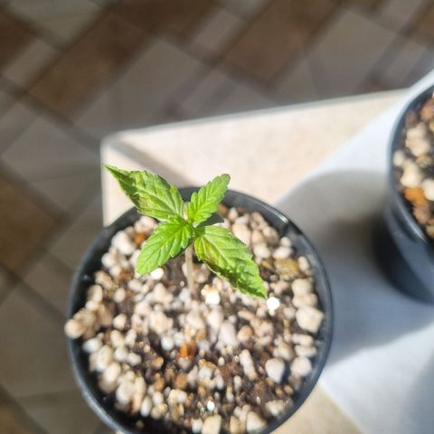 CBD Northern Lights growlog photo: Dia chuvoso e frio. 