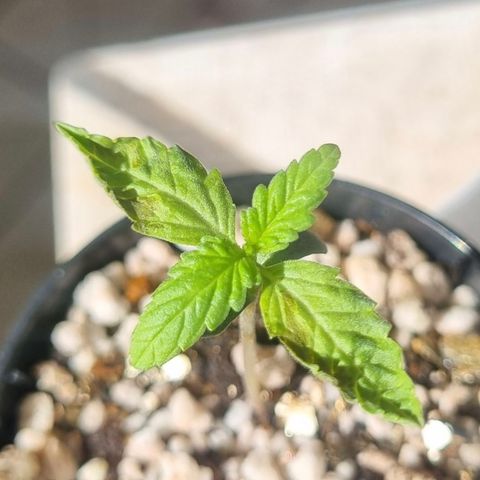 CBD Northern Lights growlog timeline photo