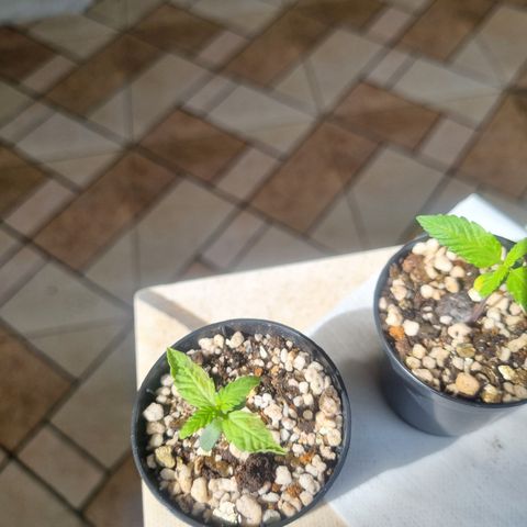 CBD Northern Lights growlog photo: Dia chuvoso e frio. 