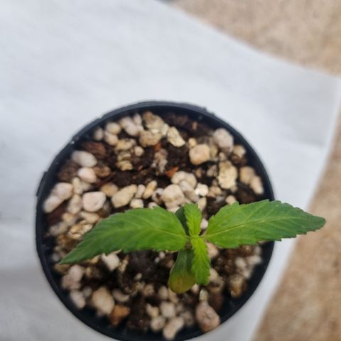Skunk #11 growlog timeline photo