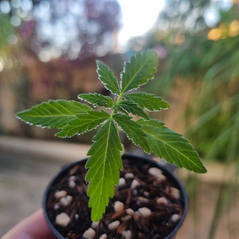 Skunk #11 growlog timeline photo