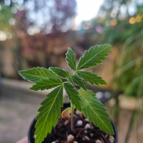 Skunk #11 growlog timeline photo