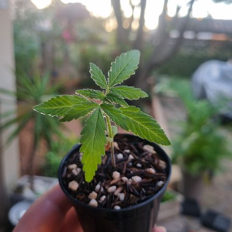Skunk #11 growlog timeline photo