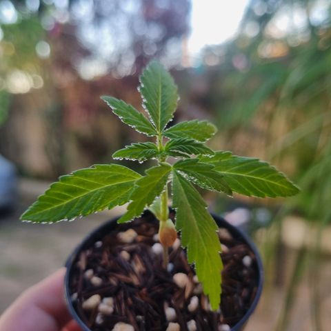 Skunk #11 growlog timeline photo