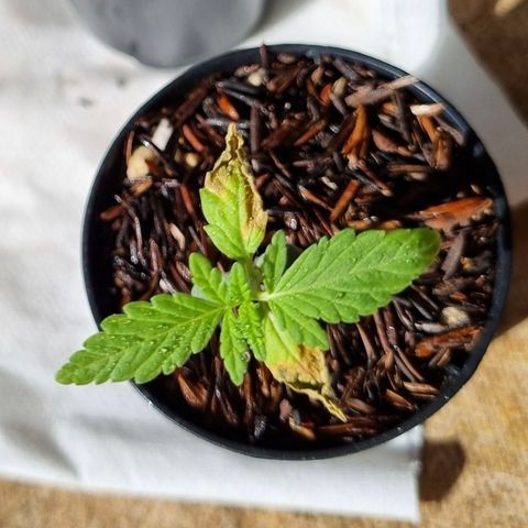 CBD Northern Lights growlog timeline photo