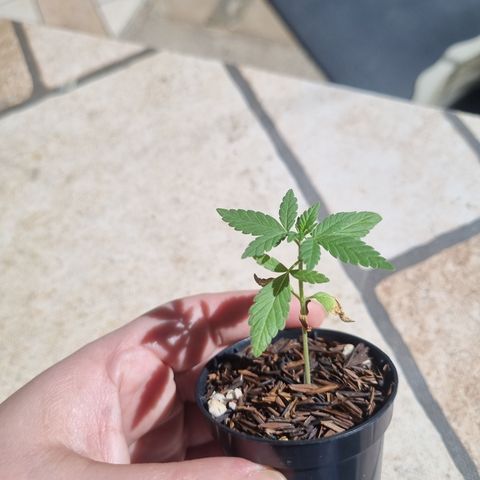 CBD Northern Lights growlog timeline photo