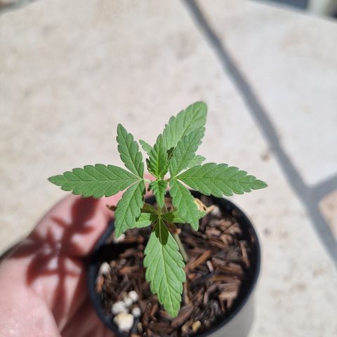 CBD Northern Lights growlog timeline photo