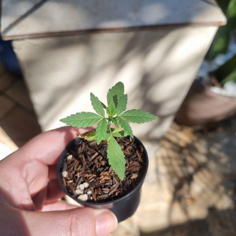 CBD Northern Lights growlog timeline photo