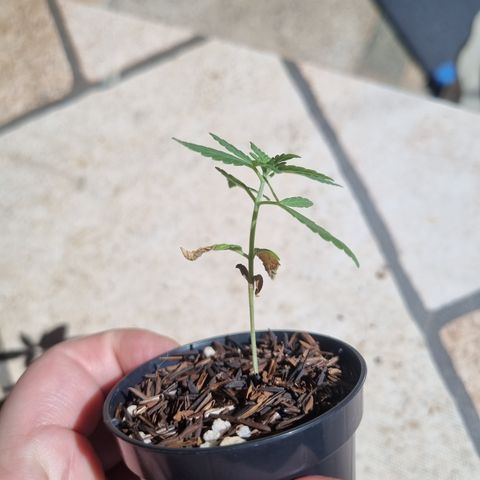 CBD Northern Lights growlog timeline photo