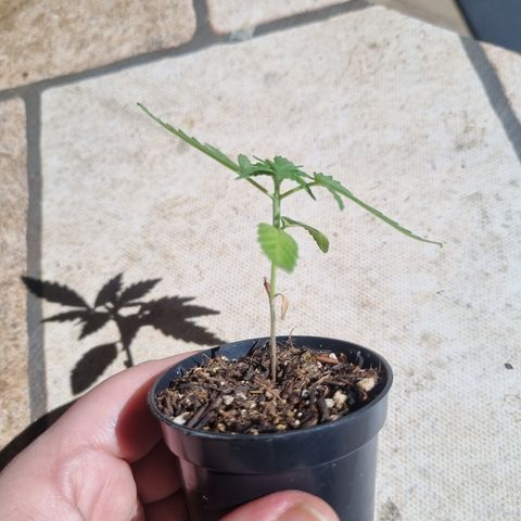 Skunk #11 growlog timeline photo
