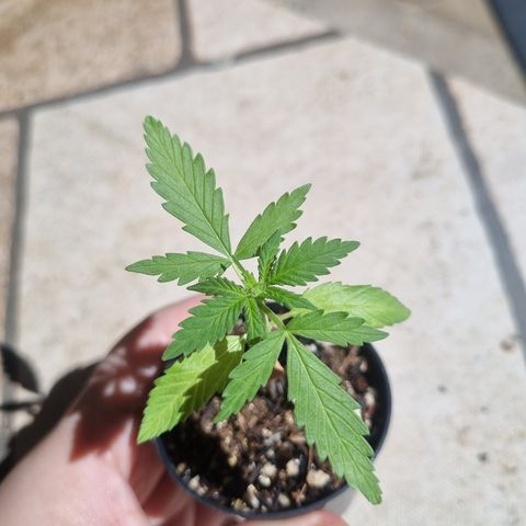 Skunk #11 growlog timeline photo