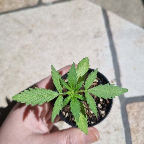 Skunk #11 growlog timeline photo