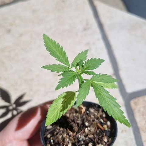 Skunk #11 growlog timeline photo