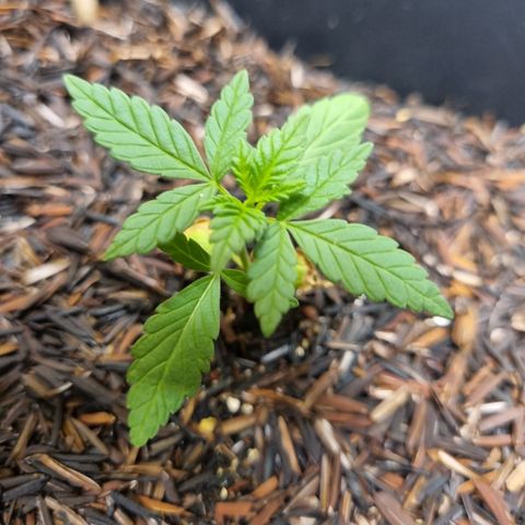 CBD Northern Lights growlog photo: Boa aparência pós transplante 