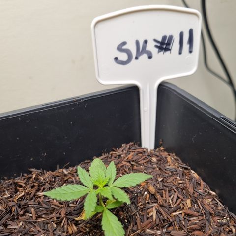 CBD Northern Lights growlog photo: Boa aparência pós transplante 