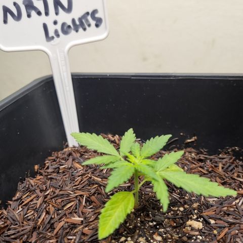 Skunk #11 growlog photo: Apareceram pistilos devido a luz irregular que a planta recebia no outdoor. Espero que agora com 18h de luz ela volte a fase vegetativa