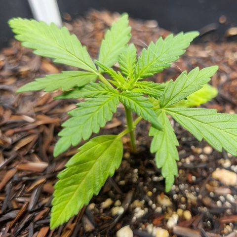 Skunk #11 growlog photo: Apareceram pistilos devido a luz irregular que a planta recebia no outdoor. Espero que agora com 18h de luz ela volte a fase vegetativa