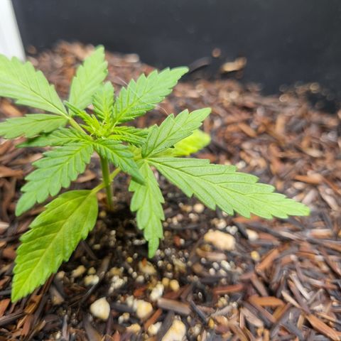 Skunk #11 growlog photo: Apareceram pistilos devido a luz irregular que a planta recebia no outdoor. Espero que agora com 18h de luz ela volte a fase vegetativa