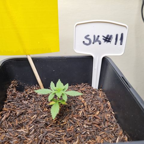 CBD Northern Lights growlog timeline photo
