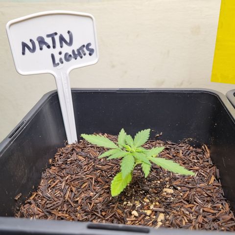 Skunk #11 growlog timeline photo