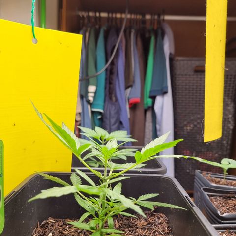 Skunk #11 growlog timeline photo