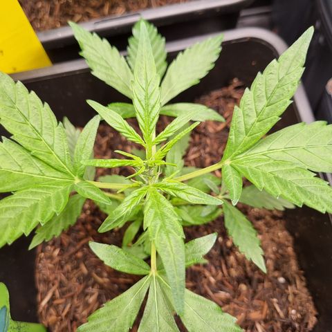 Skunk #11 growlog timeline photo