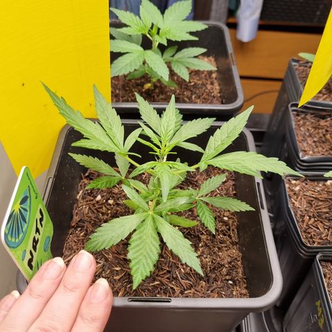 Skunk #11 growlog timeline photo