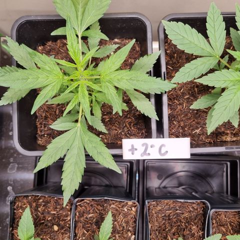 Skunk #11 growlog timeline photo
