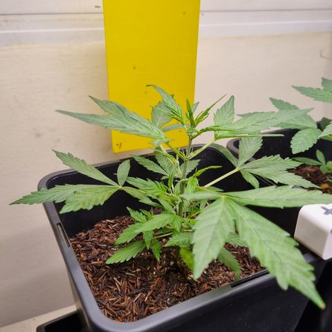Skunk #11 growlog timeline photo
