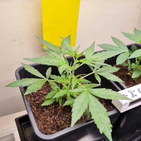 Skunk #11 growlog timeline photo