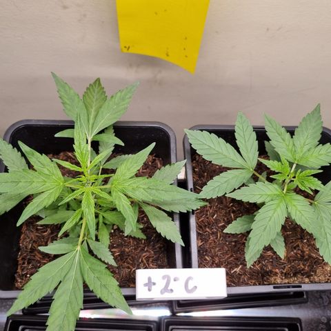 CBD Northern Lights growlog timeline photo