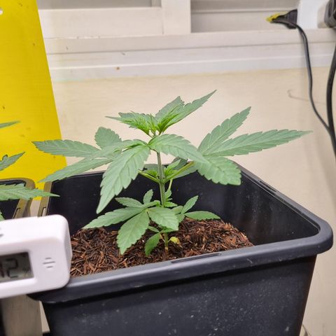 CBD Northern Lights growlog timeline photo