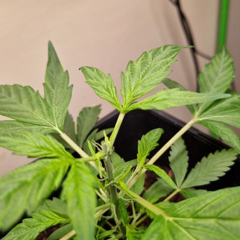 CBD Northern Lights growlog timeline photo