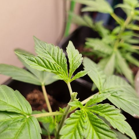 Skunk #11 growlog timeline photo