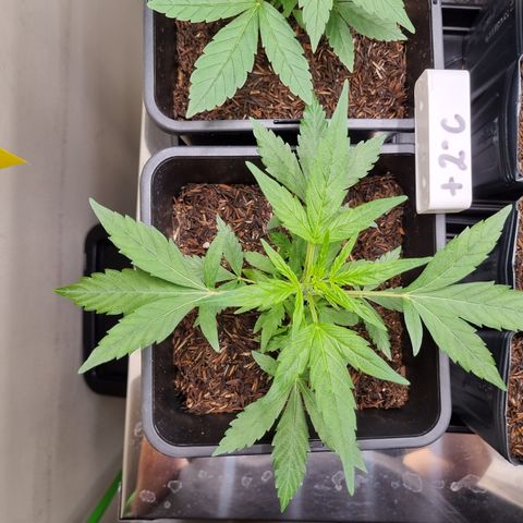 Skunk #11 growlog timeline photo