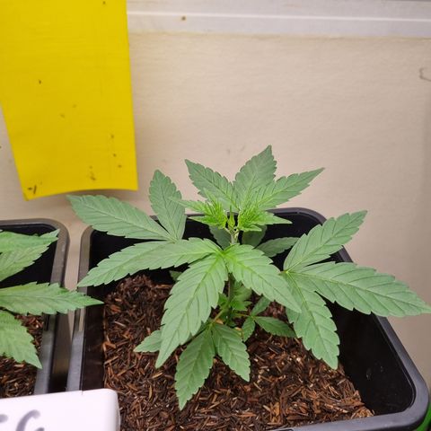 CBD Northern Lights growlog timeline photo