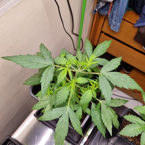 Skunk #11 growlog photo: Há aproximadamente 5 dias ela virou um frankstein, está passando por mutação devido a revegetação (reveg) forçada. Espero que logo estabilize