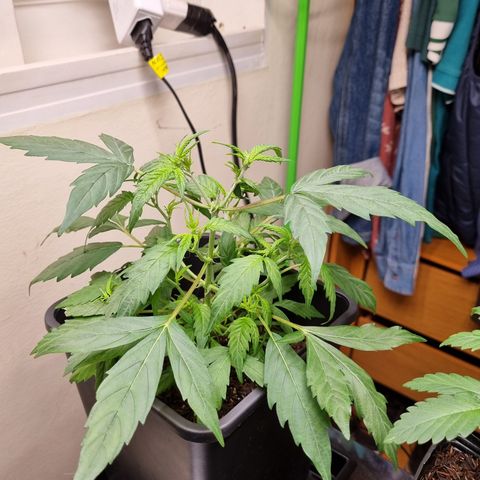 Skunk #11 growlog photo: Há aproximadamente 5 dias ela virou um frankstein, está passando por mutação devido a regeneração forçada. Espero que logo estabilize
