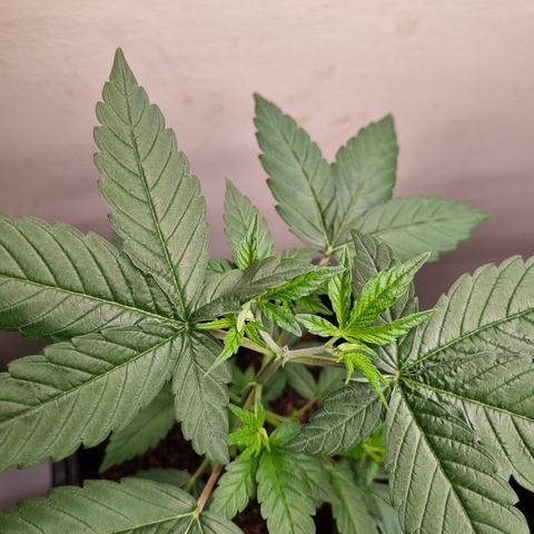 CBD Northern Lights growlog timeline photo