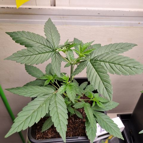 CBD Northern Lights growlog timeline photo