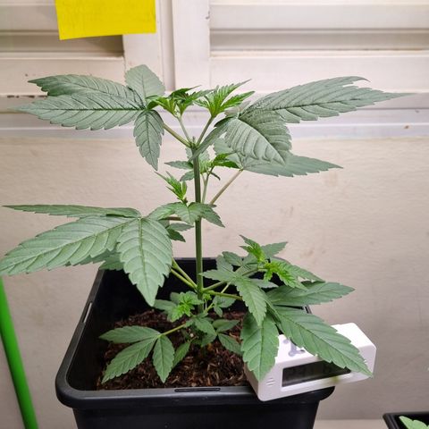 CBD Northern Lights growlog timeline photo
