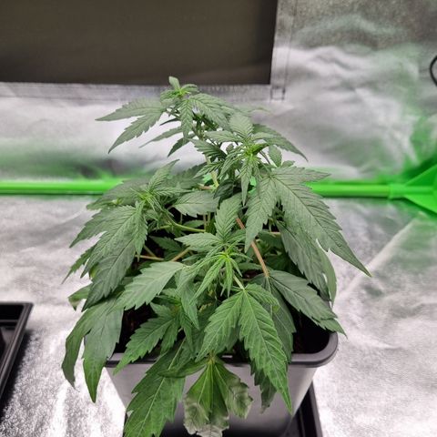 Skunk #11 growlog photo: A minha mutante cresceu muito e ja sairam folhas com morfologia normal. Mas a planta claramente está strassada. Comprei substrato mas ainda não chegou. Planta está sofrendo num vaso pequeno e solo com poucos nutrientes :(