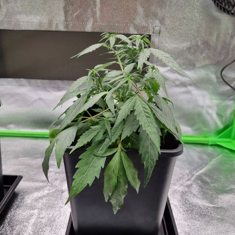 Skunk #11 growlog photo: A minha mutante cresceu muito e ja sairam folhas com morfologia normal. Mas a planta claramente está strassada. Comprei substrato mas ainda não chegou. Planta está sofrendo num vaso pequeno e solo com poucos nutrientes :(