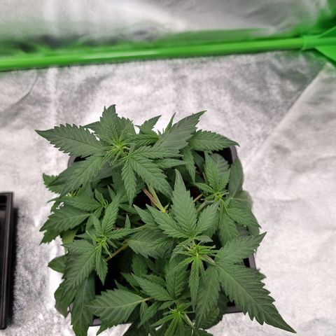 Skunk #11 growlog photo: A minha mutante cresceu muito e ja sairam folhas com morfologia normal. Mas a planta claramente está strassada. Comprei substrato mas ainda não chegou. Planta está sofrendo num vaso pequeno e solo com poucos nutrientes :(