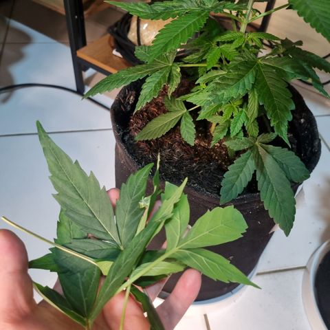Skunk #11 growlog photo: Retirado 4 folhas grandes da base/meio. 