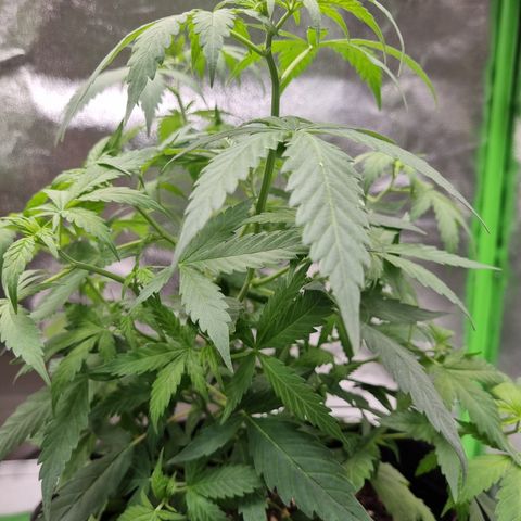 Skunk #11 growlog photo: Pós rega e rerirada de 4 folhas