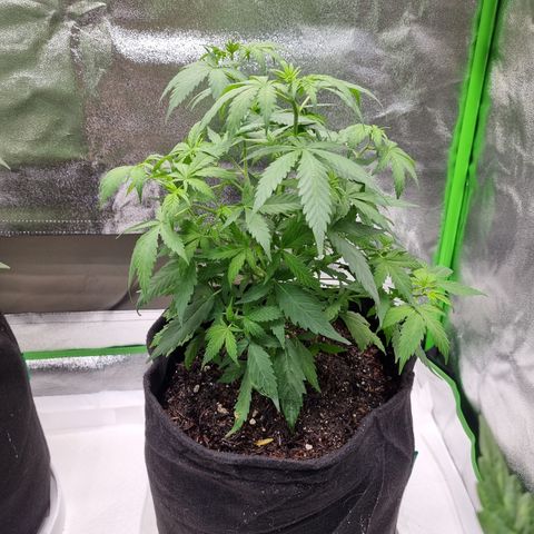 Skunk #11 growlog photo: Pós rega e rerirada de 4 folhas