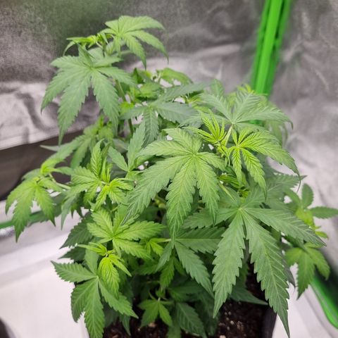 Skunk #11 growlog photo: Pós rega e rerirada de 4 folhas